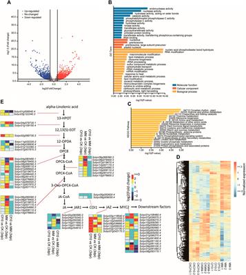 Integrating omics reveals that miRNA-guided genetic regulation on plant hormone level and defense response pathways shape resistance to Cladosporium fulvum in the tomato Cf-10-gene-carrying line